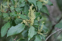 Mallotus philippensis